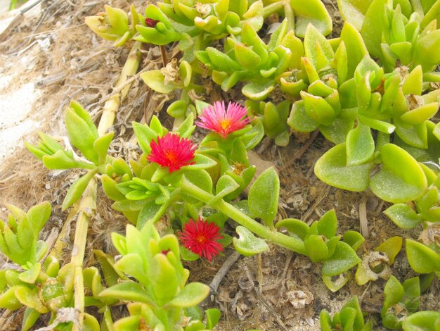 Foto di fiori rosa sulla spiaggia tunisinax9