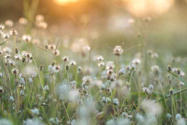 Foto di fiori vintage nel tramonto