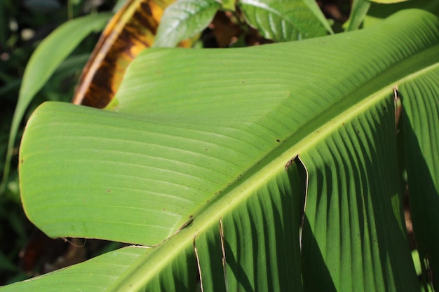 Foto di foglie di banano verde fresco al mattino