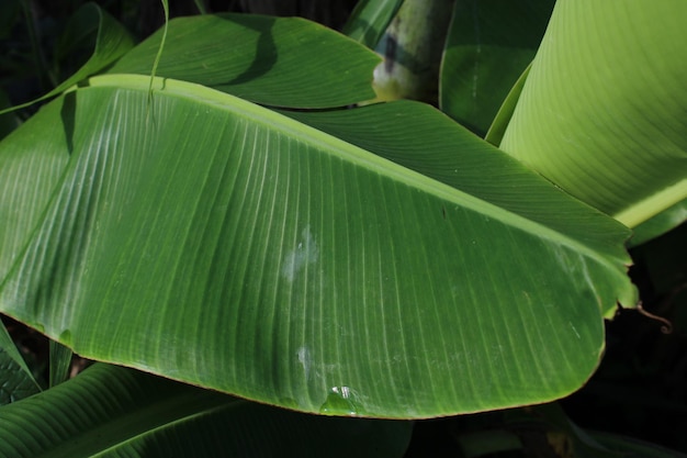 Foto di foglie di banano verde fresco al mattino