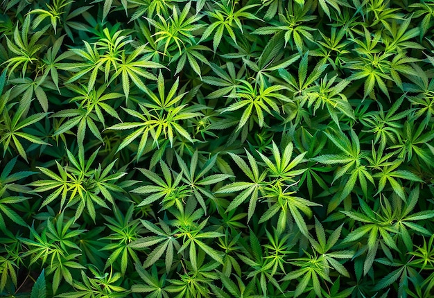 Foto di foglie di cannabis verde e olio di marijuana isolato su sfondo bianco