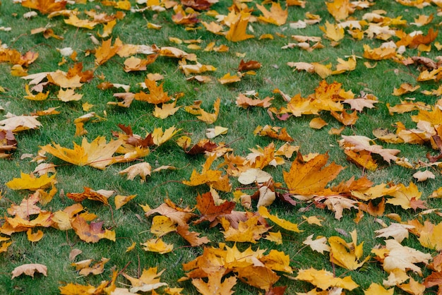 Foto di foglie gialle giacciono sull'erba verde nel parco Bella stagione Autunno concetto Close up shot Fogliame luminoso