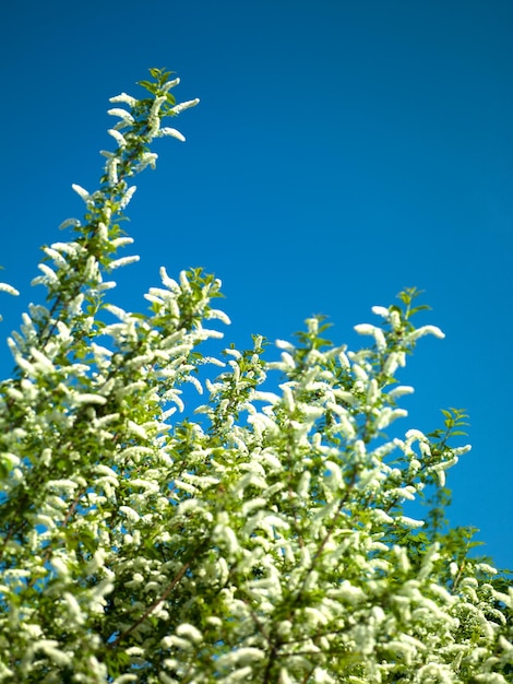 Foto di foglie verdi su un albero contro il cielo