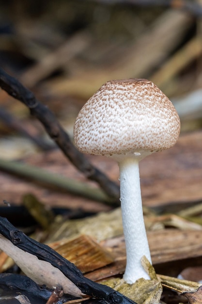 Foto di funghi allo stato brado