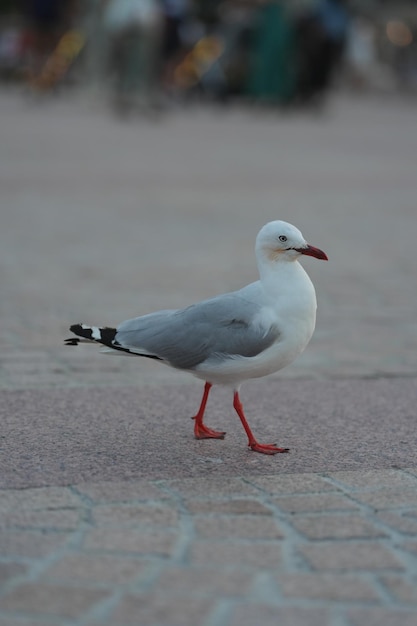 foto di gabbiani in Australia