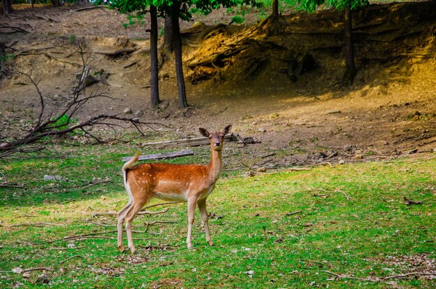 Foto di giovani cervi nella foresta selvaggia fauna selvatica Cervi in natura Prato verde e foresta sullo sfondo