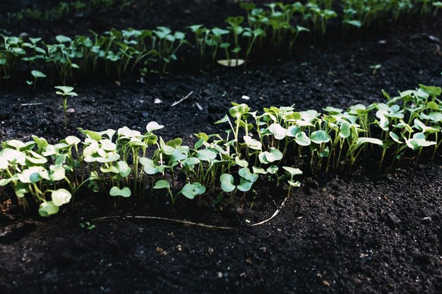 Foto di giovani germogli nel giardino nel terreno. Piantare ortaggi in primavera