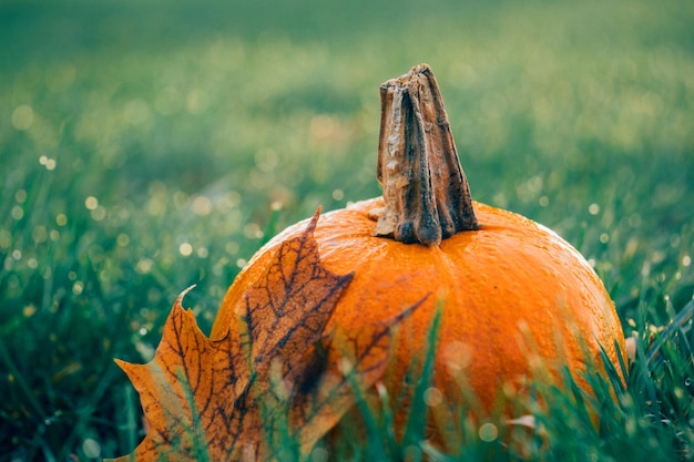 Foto di Halloween