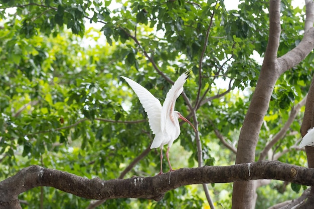 foto di ibis avifauna al ramo all'aperto ibis avifauna ibis avifauna in fauna selvatica ibis avifauna in natura