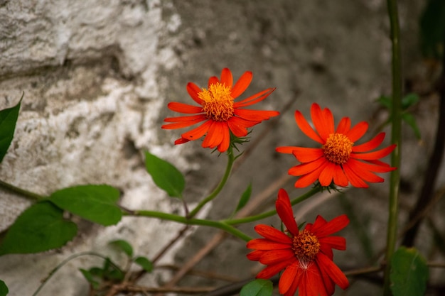 Foto di margherite rosse in giardino