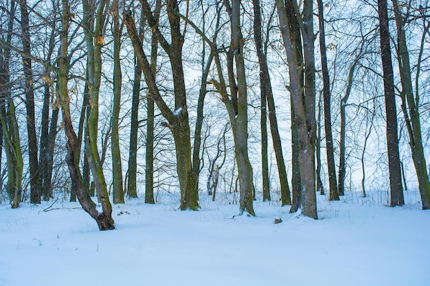 Foto di molti alberi invernali vicino al campo nevoso