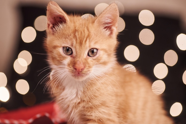 Foto di Natale con un simpatico gatto zenzero di luci colorate sullo sfondo