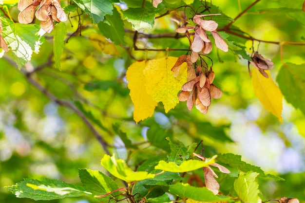 Foto di natura autunnale Primo piano dell'albero del fogliame autunnale con belle foglie gialle colorate semi d'acero