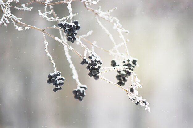 Foto di natura invernale Le stagioni. Messa a fuoco selettiva Natura.