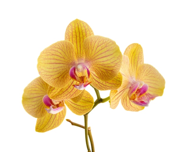 Foto di orchidea arancione isolata su sfondo bianco