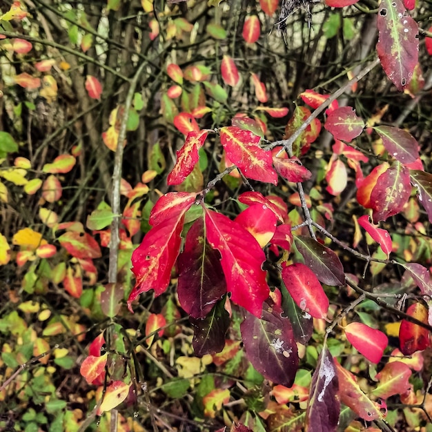 foto di paesaggi dell'autunno nel nord della Germania