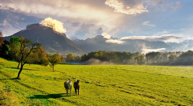 Foto di paesaggi di cavalli in un prato verde con montagne e nuvole in lontananza