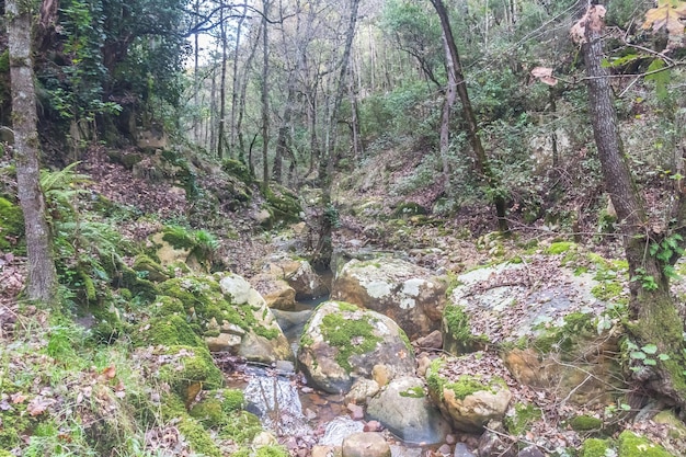 Foto di paesaggio di una foresta