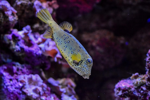Foto di pesci subacquei in acquario con serbatoio d'acqua