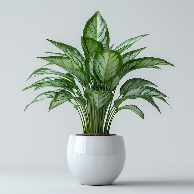 Foto di piante d'interno Chinese Evergreen Aglaonema in un vaso bianco su uno sfondo bianco isolato