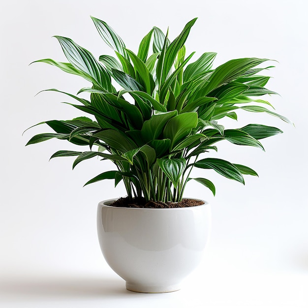 Foto di piante da camera Dracaena spp in un vaso bianco su sfondo bianco isolato