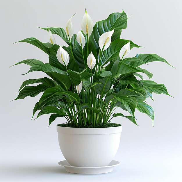 Foto di piante da camera Peace Lily Spathiphyllum in un vaso bianco su uno sfondo bianco isolato