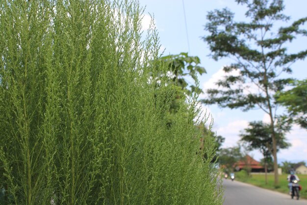 Foto di piante verdi che crescono sul lato della strada
