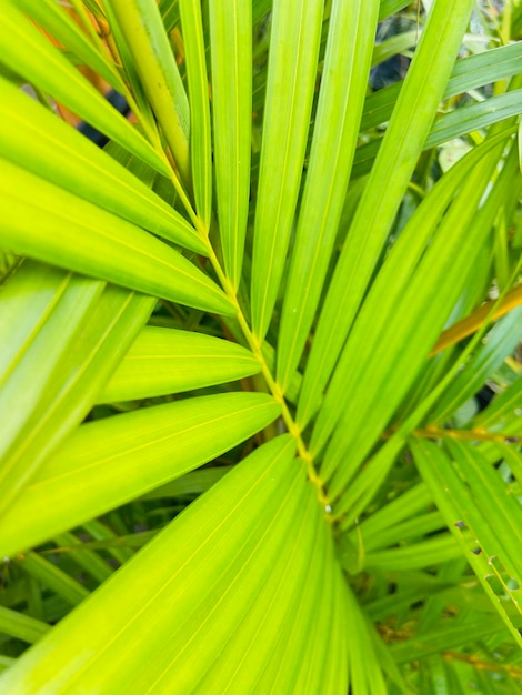 foto di piante verdi tropicali