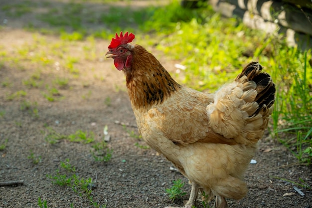 Foto di pollo per strada