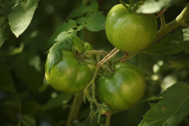 Foto di pomodori verdi su un ramo