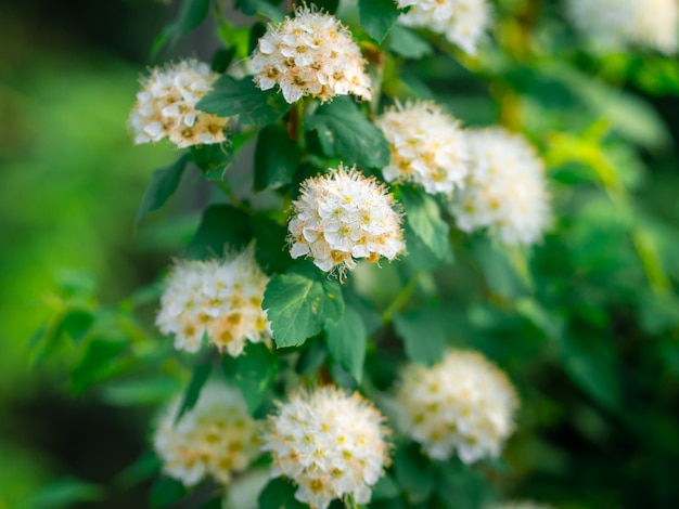 Foto di primavera di cespugli con gemme che hanno iniziato a fiorire