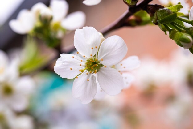 Foto di primavera di vista del primo piano dei fiori dell'albero da frutto