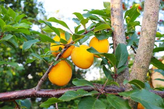 Foto di prugne gialle