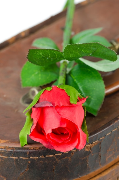 Foto di rose rosse per San Valentino, isolato su bianco