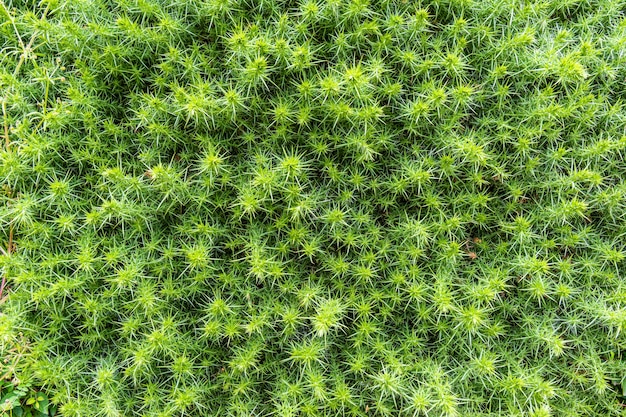 Foto di sfondo verde cespuglio spinoso. Sfondo fatto di piante.