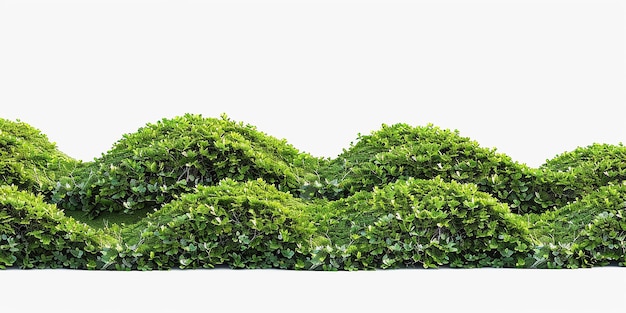 Foto di siepi di barberia a forma di curve ondulate
