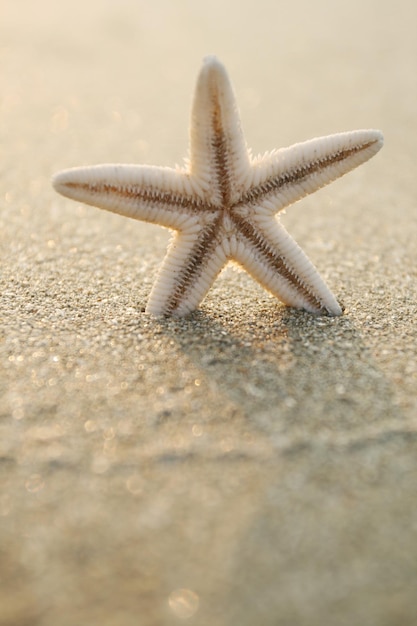 Foto di stelle marine sulla spiaggia nella sabbia