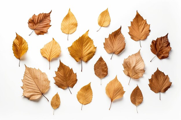 Foto di stock realistiche di foglie asciutte d'autunno su sfondo bianco AI generativa