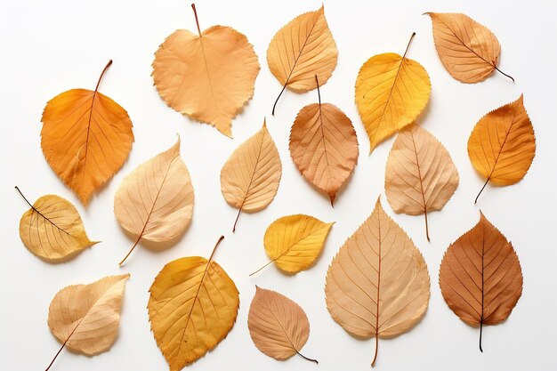 Foto di stock realistiche di foglie asciutte d'autunno su sfondo bianco AI generativa