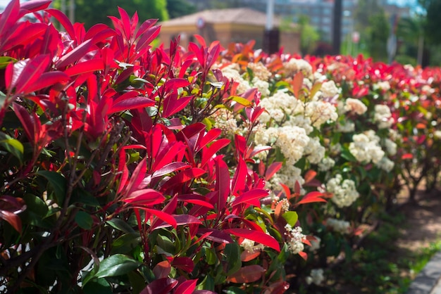 Foto di strada di un fogliame rosso e verde di photinia glabra