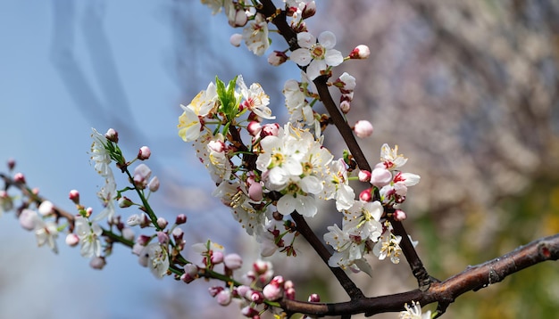 Foto di susino in fiore e fiori di pruno