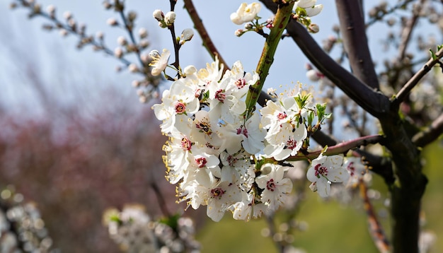 Foto di susino in fiore e fiori di pruno