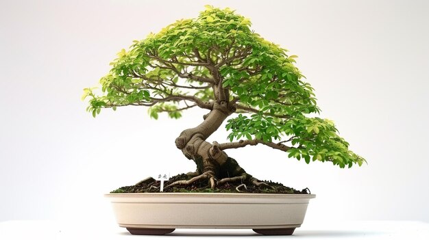 Foto di un albero di bonsai in una pentola sullo sfondo isolato Una pianta di bonsai perfetta generata dall'AI