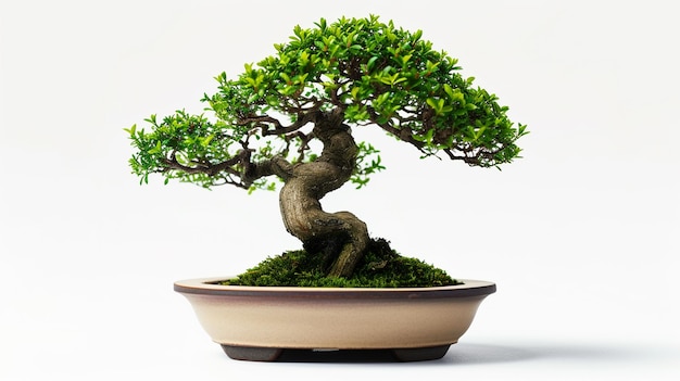 Foto di un albero di bonsai in una pentola sullo sfondo isolato Una pianta di bonsai perfetta generata dall'AI