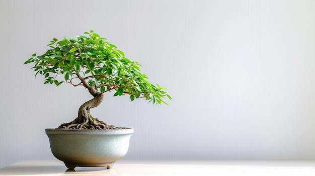 Foto di un albero di bonsai in una pentola sullo sfondo isolato Una pianta di bonsai perfetta generata dall'AI