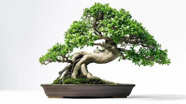 Foto di un albero di bonsai in una pentola sullo sfondo isolato Una pianta di bonsai perfetta generata dall'AI