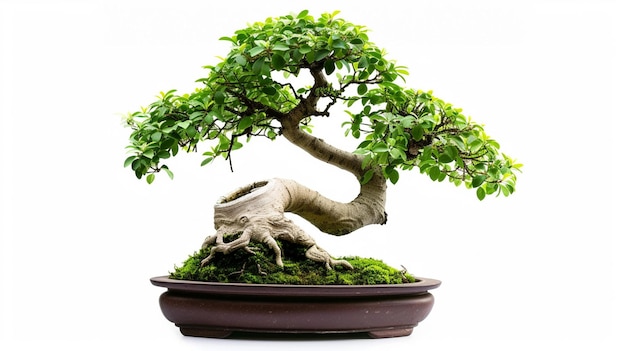 Foto di un albero di bonsai in una pentola sullo sfondo isolato Una pianta di bonsai perfetta generata dall'AI