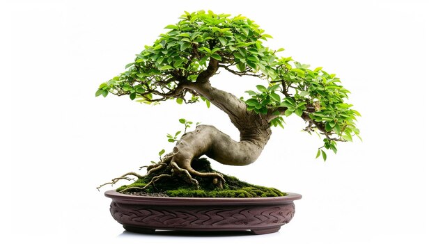 Foto di un albero di bonsai in una pentola sullo sfondo isolato Una pianta di bonsai perfetta generata dall'AI