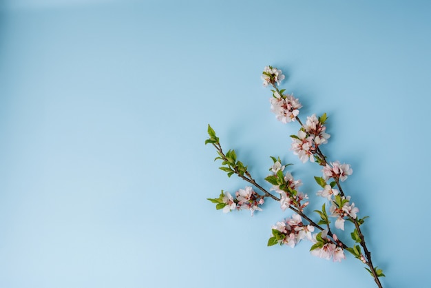 foto di un albero di ciliegio bianco primaverile su sfondo di legno blu pastello