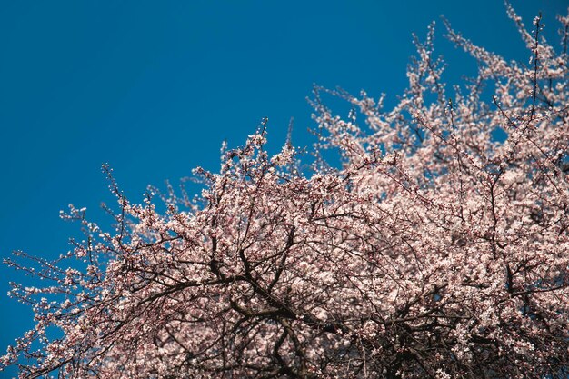 Foto di un albero in fiore contro un cielo blu carta da parati natura